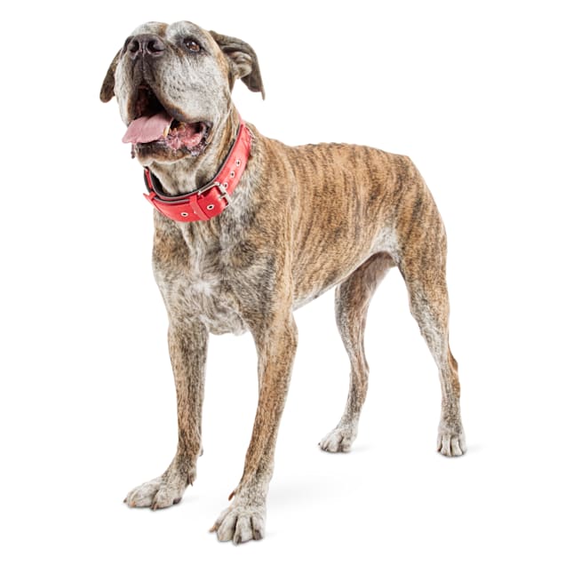 Good2go collar for big dogs