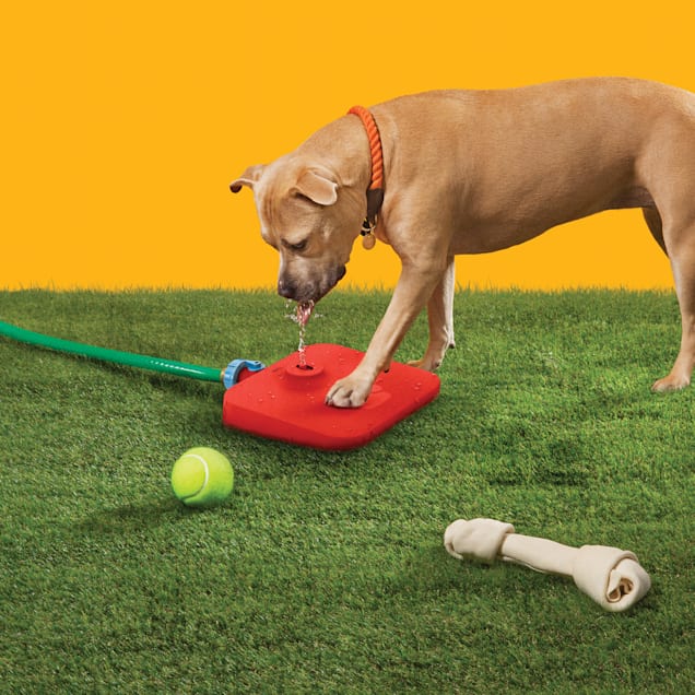 Quirky Pawcet Outdoor Dog Water Fountain Hose Attachment