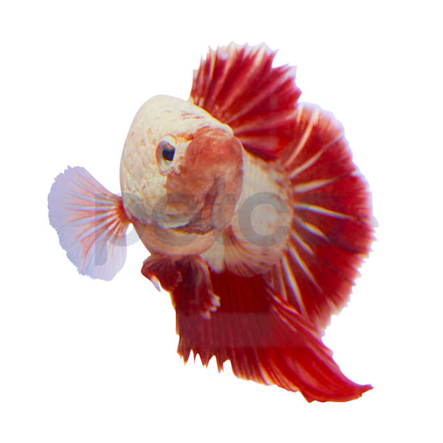Male Red Platinum Dragon Bettas for Sale Petco
