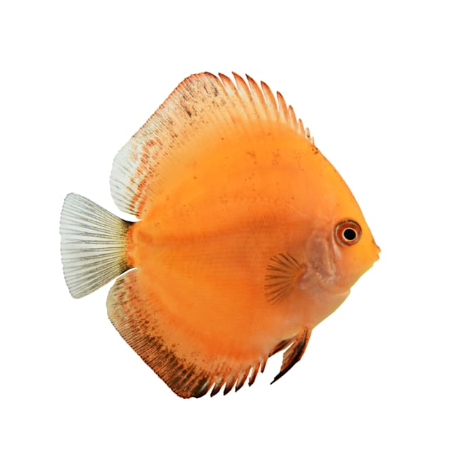 Marlboro Red Discus for Sale Order Online Petco