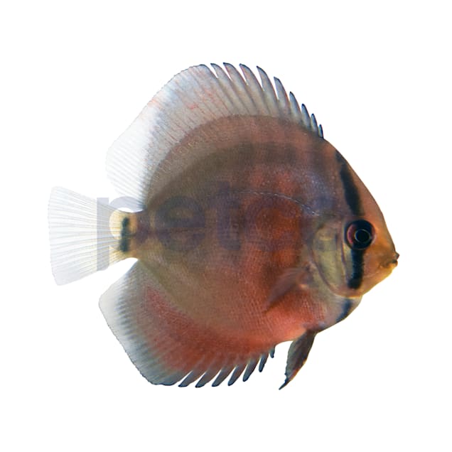 Discus fish for sale clearance petco