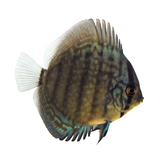 Petco Blue Turquoise Discus Fish for Freshwater Aquariums