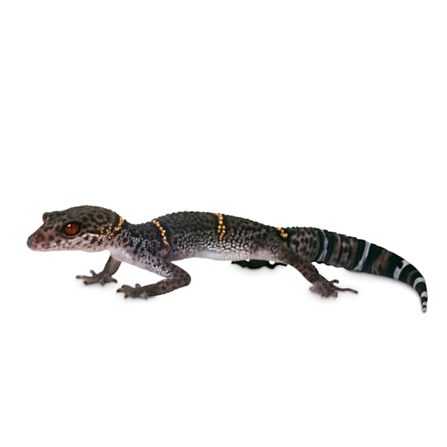 Petco gecko food top