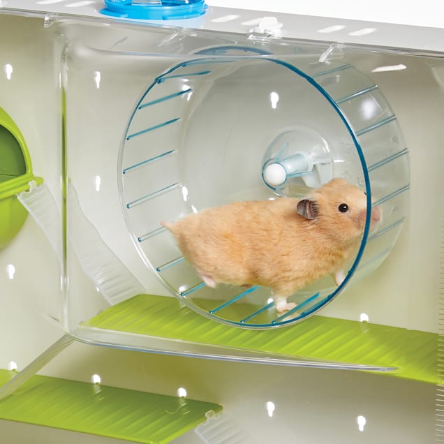 The Hamster Lifespan  Choose Hamster Cages