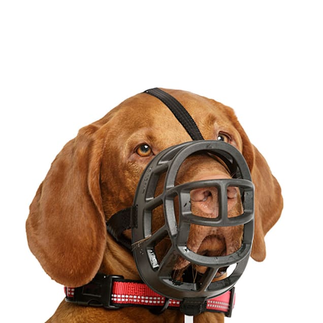 How to put a baskerville muzzle on a dog best sale