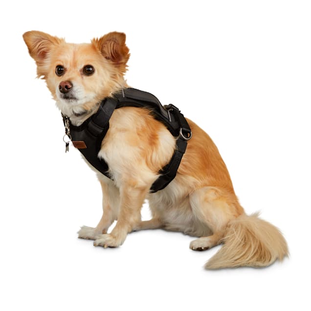 Premier Pet Car Safety Harness for Small Dogs - Keeps Your Dog Secure -  Black