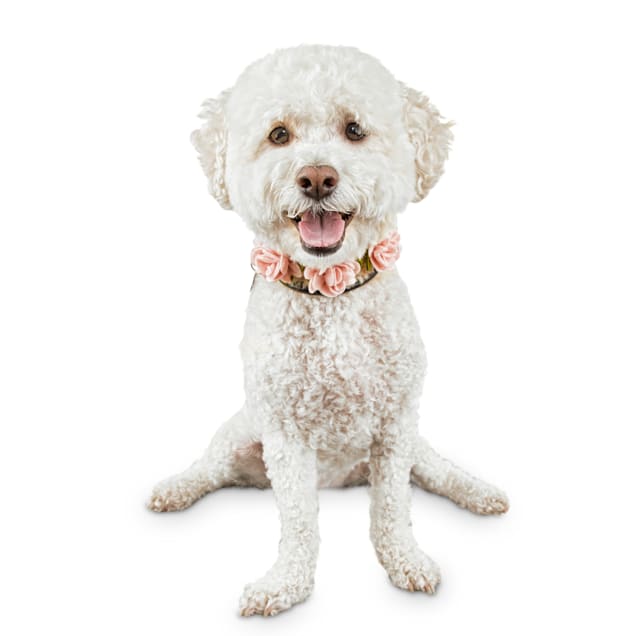 Bond Co Flower Girl Dog Necklace Small Medium Petco
