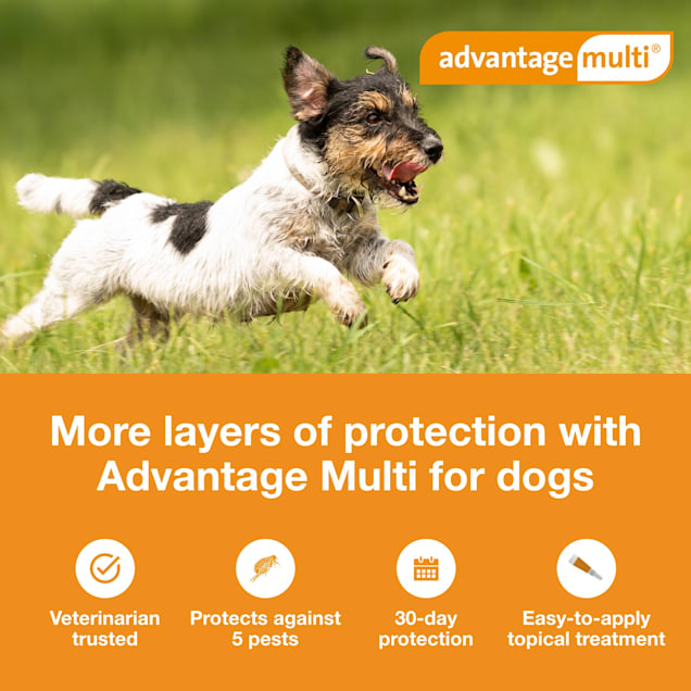 Advantage Multi Topical Solution For Dogs 9 1 To 20 Lbs 6 Month Supply Petco