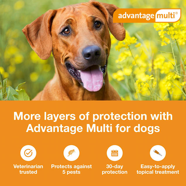 advantage multi topical solution for dogs 55 1 to 88 lbs 6 month supply petco