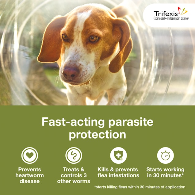 Flea medicine for dogs trifexis shop