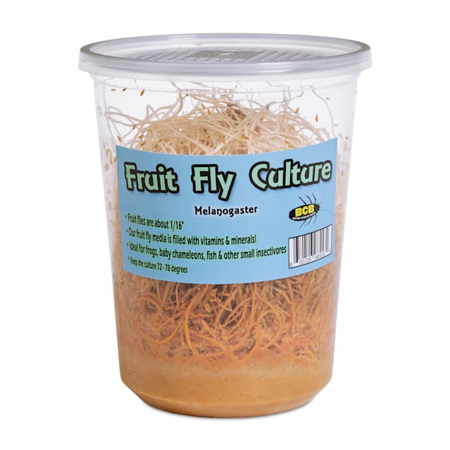 Melanogaster Fruit Fly Culture (Drosophila melanogaster) Pack of 4