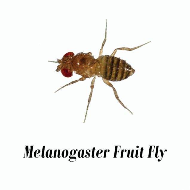 live feeder insects Drosophila  Melanogaster Fruit Fly Culture cup small flies 
