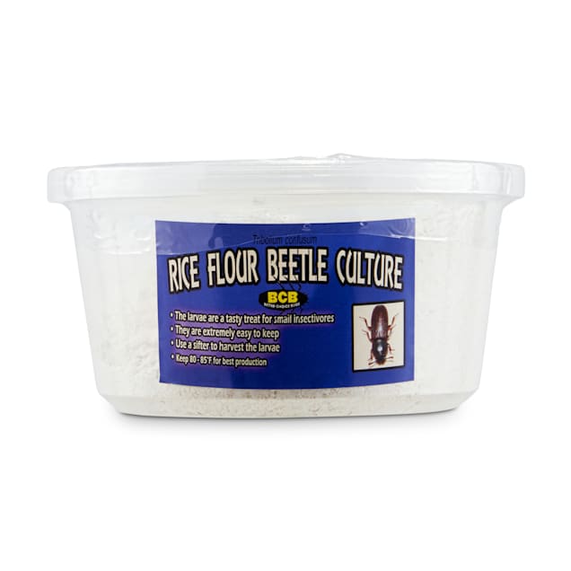Rice Flour Beetle Culture Triboliun Confusum Pack of 4