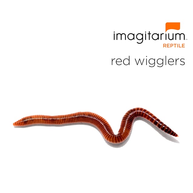 Wigglers (Alloloborpha caliginosa), of 45 | Petco