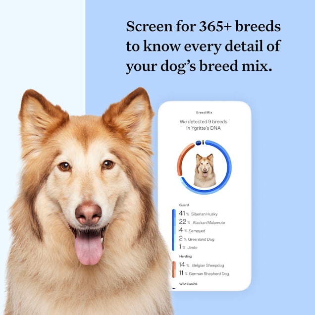 Wisdom panel discount dna dog test