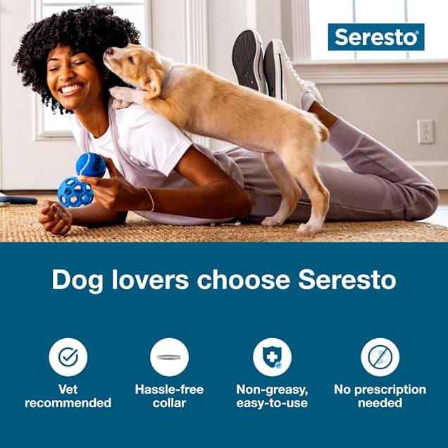 zweep Jabeth Wilson Messing Seresto Elanco Vet-Recommended Flea and Tick Prevention Collar for Small  Dogs, Count of 2 | Petco