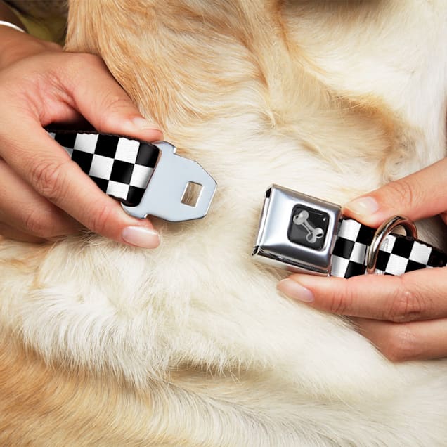 Seatbelt buckle dog collar deals