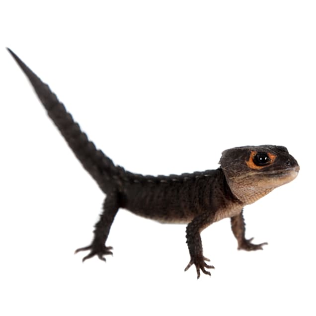 Red-Eyed Crocodile Skink (Tribolonotus gracilis)