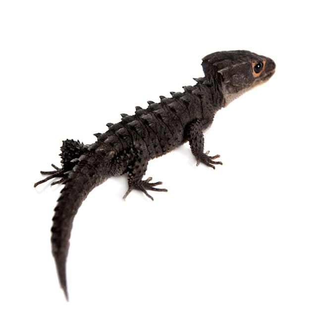 Red-Eyed Crocodile Skink (Tribolonotus gracilis)