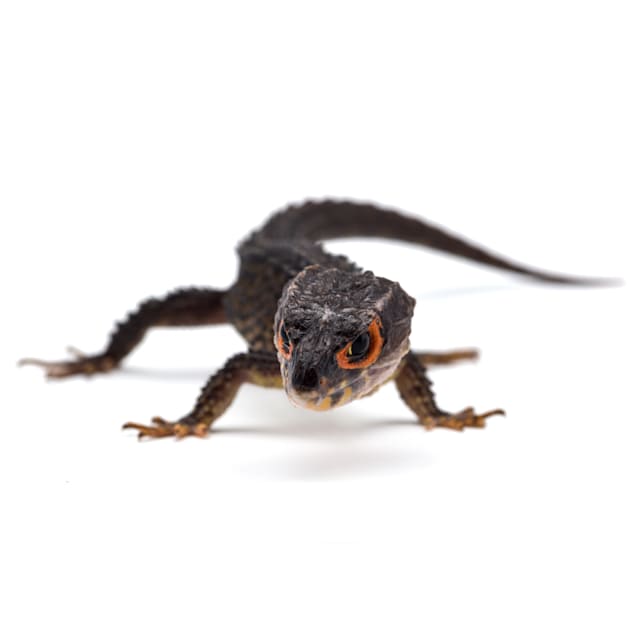 Petsmart blue tongue new arrivals skink