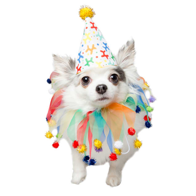 Birthday cap for new arrivals dog