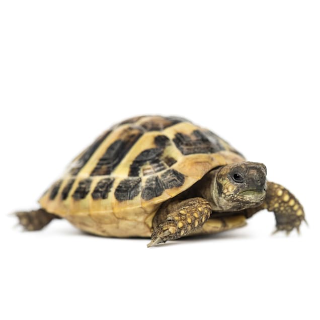 Hermann's Tortoise (Testudo hermanni) - Carousel image #1