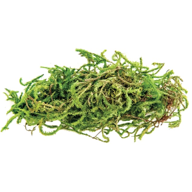 Rock Moss 1-quart bag Of Fresh Live Rock Moss, Great For Terrariums!