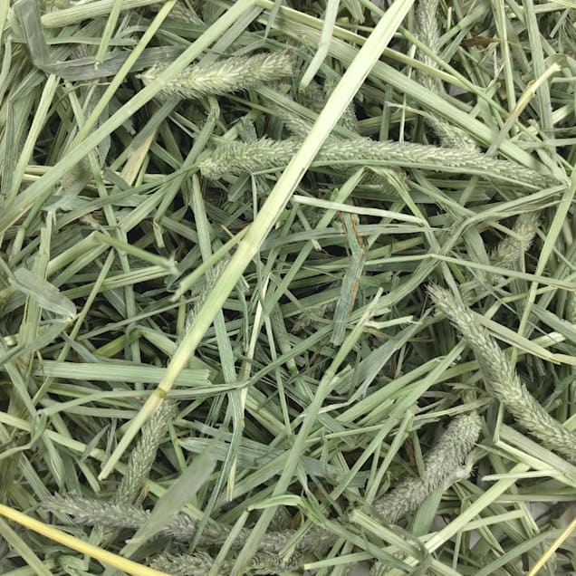 Western timothy hay for guinea pigs deals