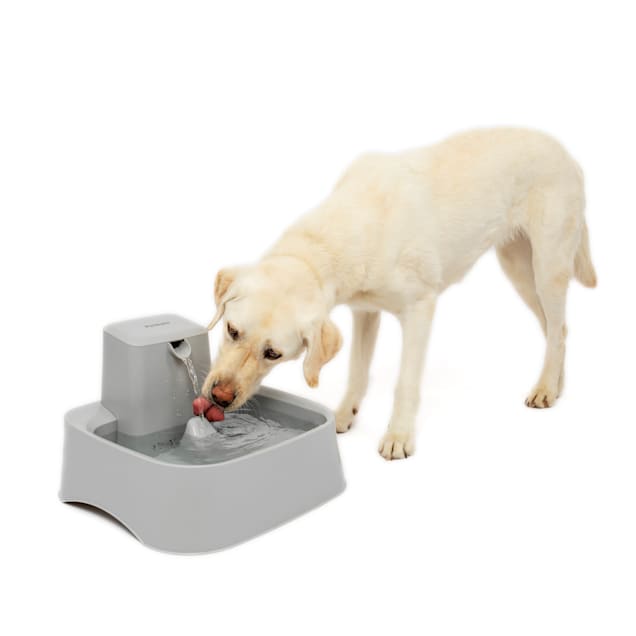 Dog push water fountain store