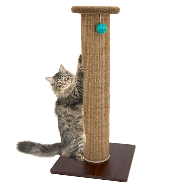 Petco scratching board outlet