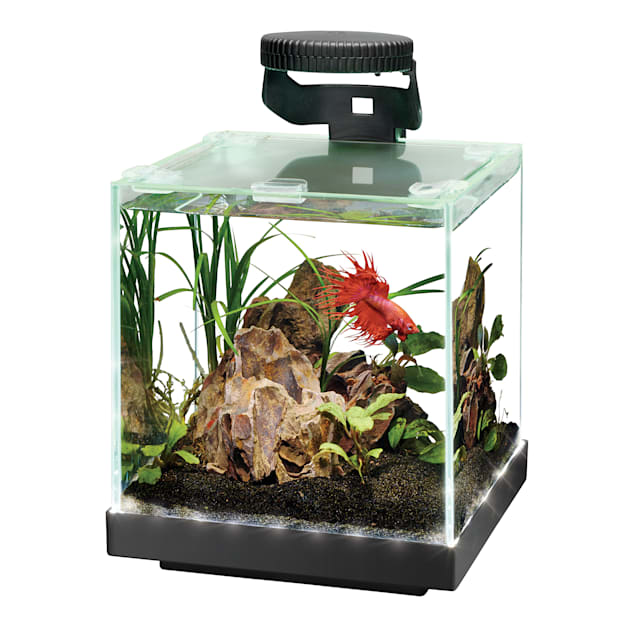 positie Mediaan Belang Aqueon Edgelit Cube Glass Aquarium, 1 Gallon | Petco