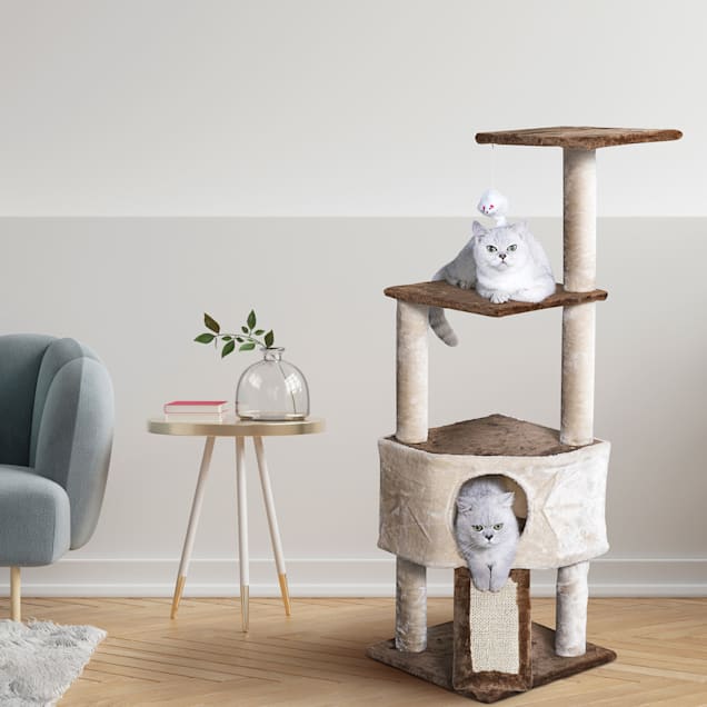 Pet room and board near me sale