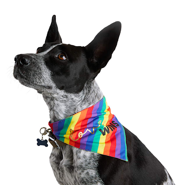 Cinco de Mayo Dog Bandana Additional Colors Available Salty Puppy Bandana Whoa Dog E Fiesta Dog Bandana Salty Dog Bandana