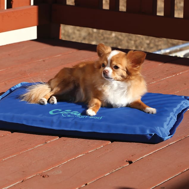 Dog cooling online mat petco