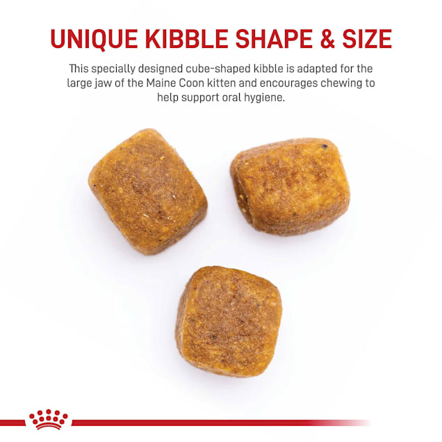 Royal canin maine coon kitten food shop