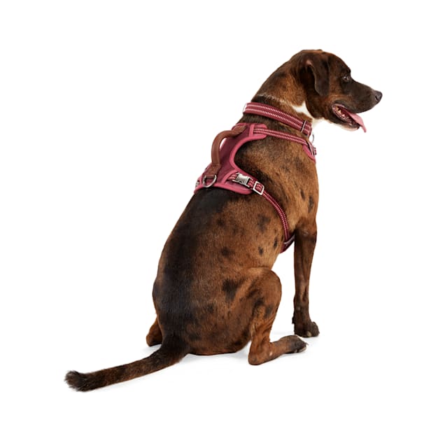 Chewy Brown Dog Harness Leash Set