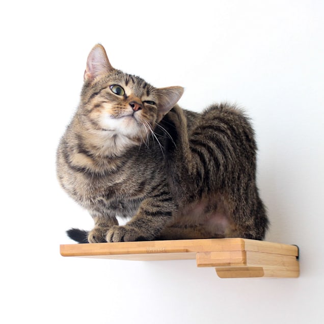 CatastrophiCreations Tan Step Shelf for Cats, 9" W X 2" H - Carousel image #1
