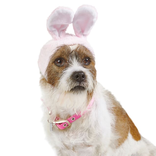 Dog hats petco discount