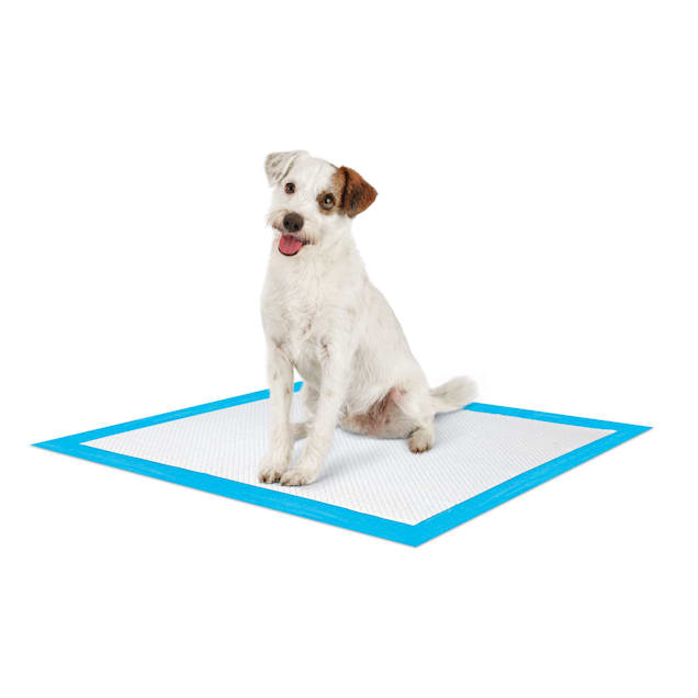 Potty pads petco sale