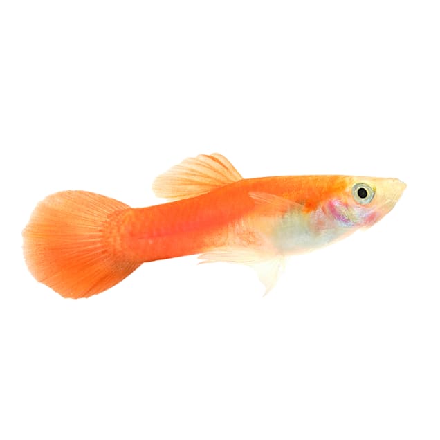 Feeder fish hot sale petco