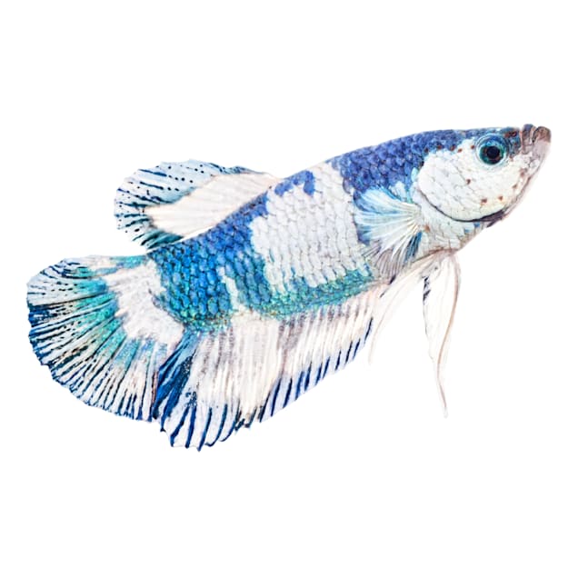 Male Blue Marble Bettas For Sale: Order Online | Petco