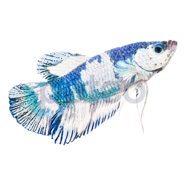 Blue marble betta petco shop