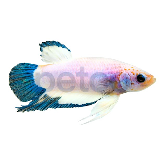 Male Blue Marble Bettas for Sale Order Online Petco