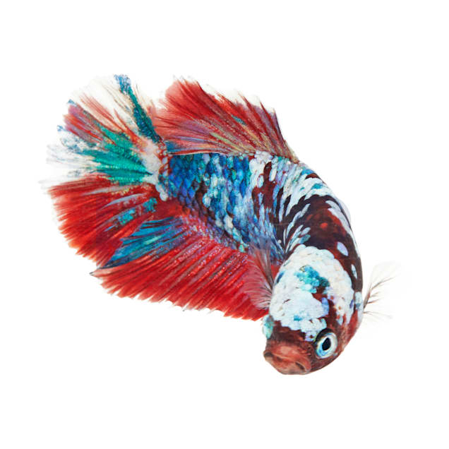 Male Galaxy Koi Bettas for Sale Order Online Petco