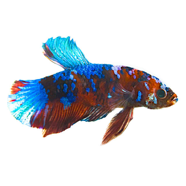 Male Galaxy Koi Bettas for Sale: Order Online | Petco