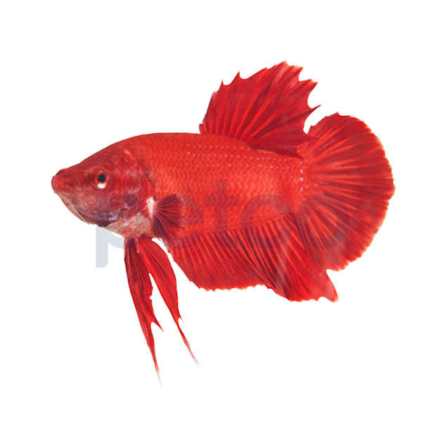 Petco betta fish new arrivals