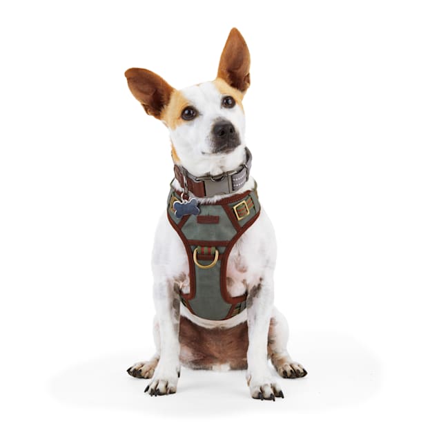 Reddy dog harness website clearance