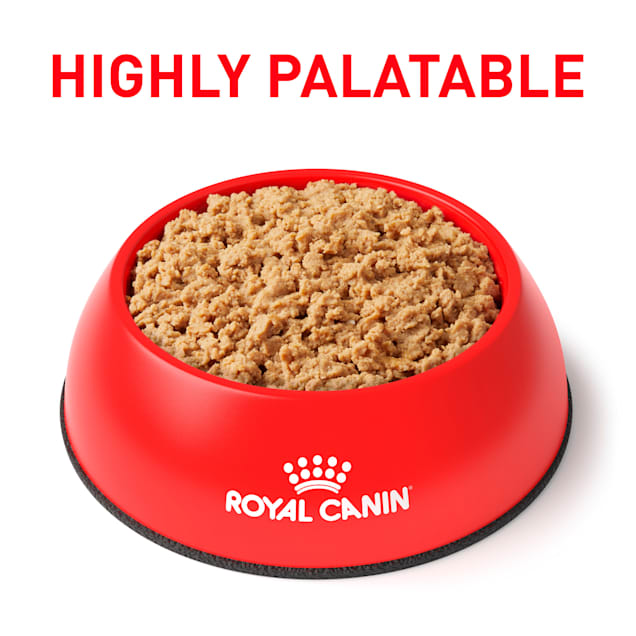 Royal canin gastrointestinal cat food wet online