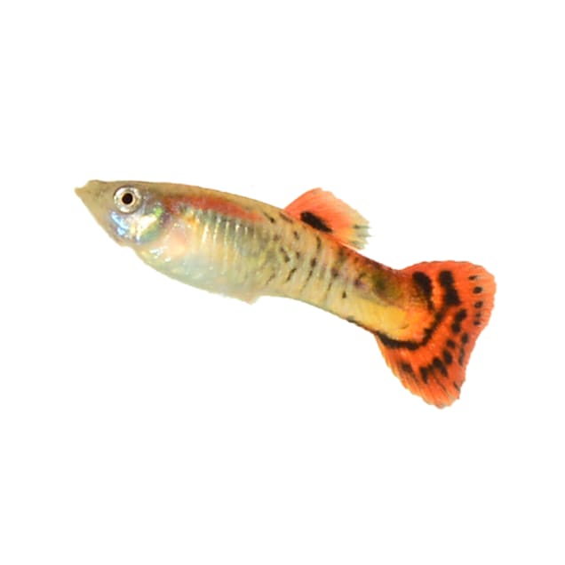 Cobra guppy care sale