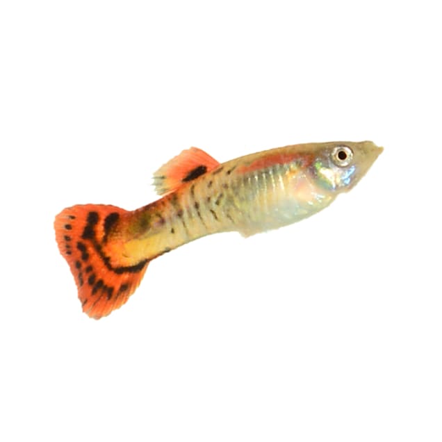 Male Cobra Guppy (Poecilia reticulata) - Carousel image #1